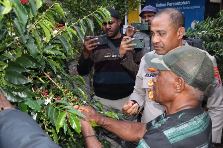 Dukung Perkembangan UMKM, Kapolda Papua Tengah Bersama Forkopimda Puncak Jaya Kunjungi Perkebunan Kopi Mulia