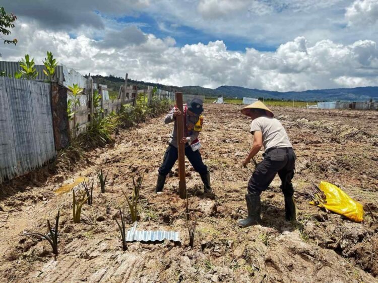 Bhabinkamtibmas Polres Deiyai Polda Papua Tengah Laksanakan Penanaman Bibit Ubi di Lahan Pertanian