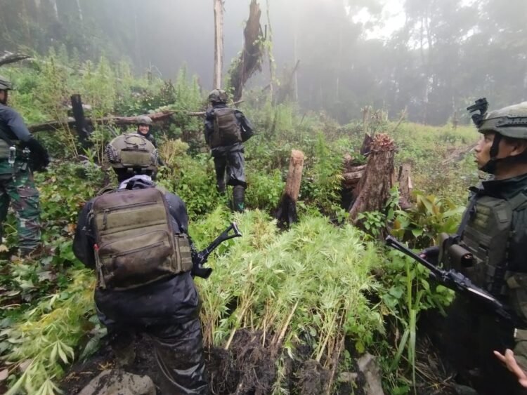 TNI Berhasil Temukan Dan Bongkar Lahan Ganja di Pedalaman Papua