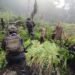 TNI Berhasil Temukan Dan Bongkar Lahan Ganja di Pedalaman Papua