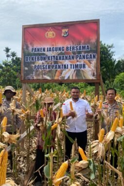 Polsek Pantai Timur Gelar Panen Jagung Bersama Masyarakat Dukung Ketahanan Pangan di Kabupaten Sarmi