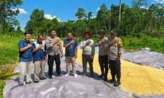 Polres Keerom Dukung Ketahanan Pangan, Dampingi Uji Kadar Air Jagung Kelompok Tani Agro Makmur