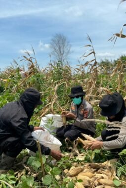Polsek Merauke Kota Dukung Ketahanan Pangan, Panen Jagung di Kampung Semangga Jaya