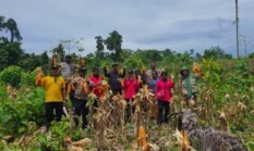 Dari Ladang Jagung, Polri Menjawab Instruksi Presiden: Fakfak Barat Panen untuk Ketahanan Pangan