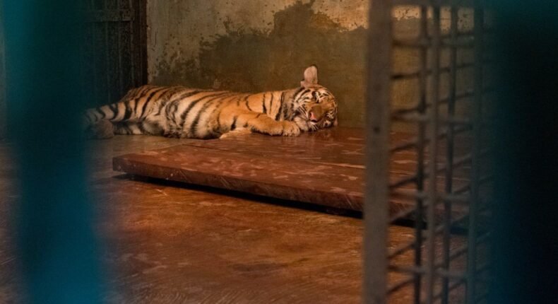 foto slider headline