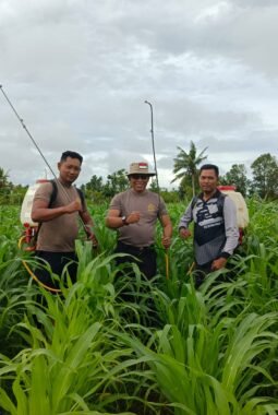 Dukung Ketahanan Pangan, Polsek Kurik Rawat Tanaman Jagung Warga Di Kampung Yogin 