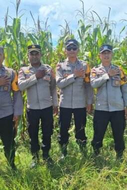 Dukung Ketahanan Pangan, Bhabinkamtibmas Polsek Muara Tami Cek Lahan Jagung Binaan di Koya Barat