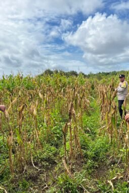 Dukung Ketahanan Pangan, Polsek Jagebob Pastikan Jagung Binaan Siap Panen