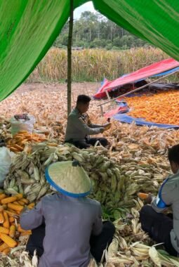 Dukung Swasembada Pangan, Polsek Muting Bersama Warga Panen Jagung Di Distrik Ulilin 