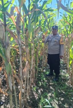 Polsek Nimbokrang Monitoring Persiapan Panen Jagung untuk Dukung Ketahanan Pangan Nasional