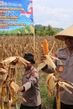 Polda Papua Gelar Panen Raya Jagung Kuartal II dan Dukung Program Ketahanan Pangan Nasional